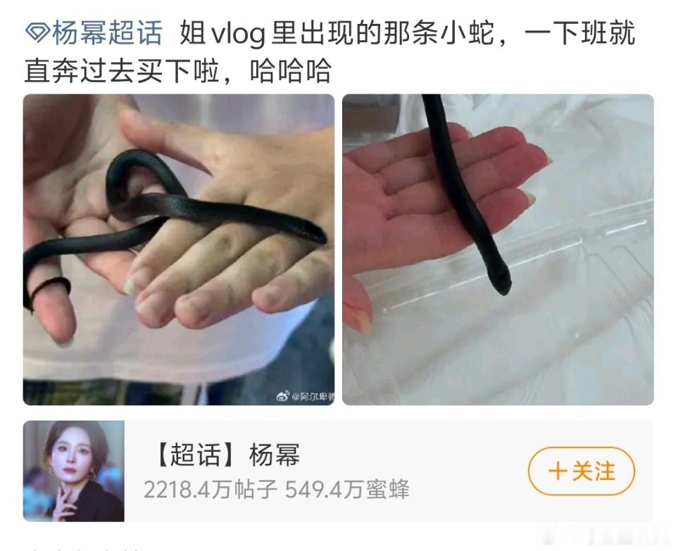 粉丝买了杨幂摸过的蛇  杨幂vlog新名场面，夜市徒手摸蛇超从容，粉丝紧随步伐购