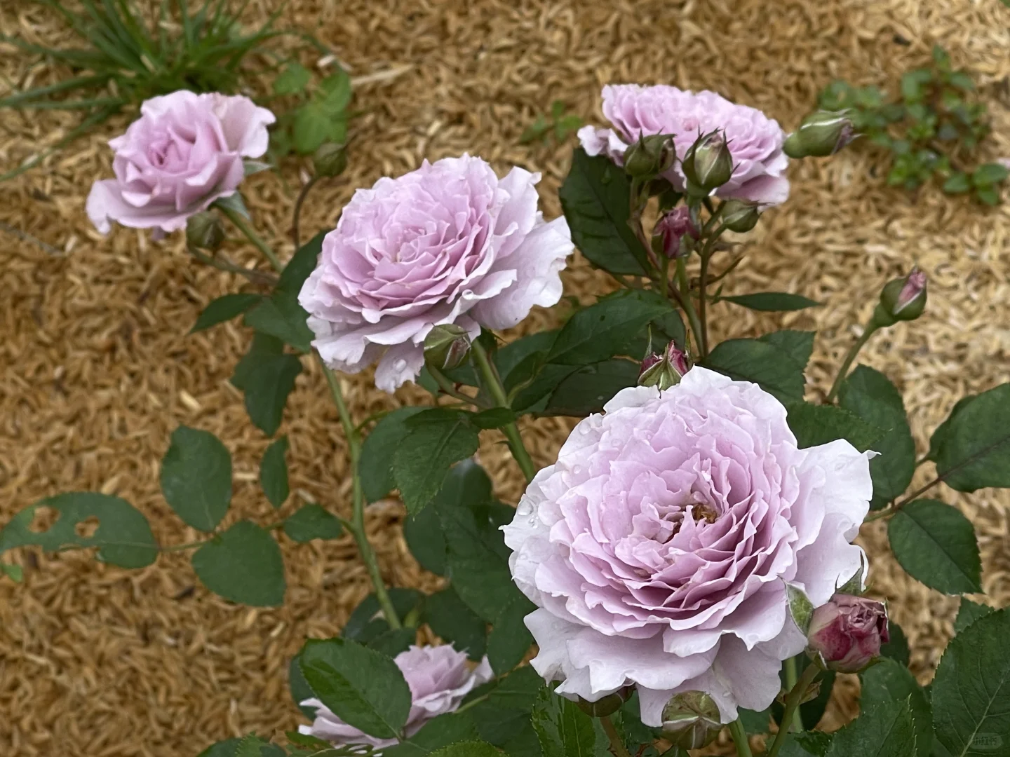今日份蜻蜓