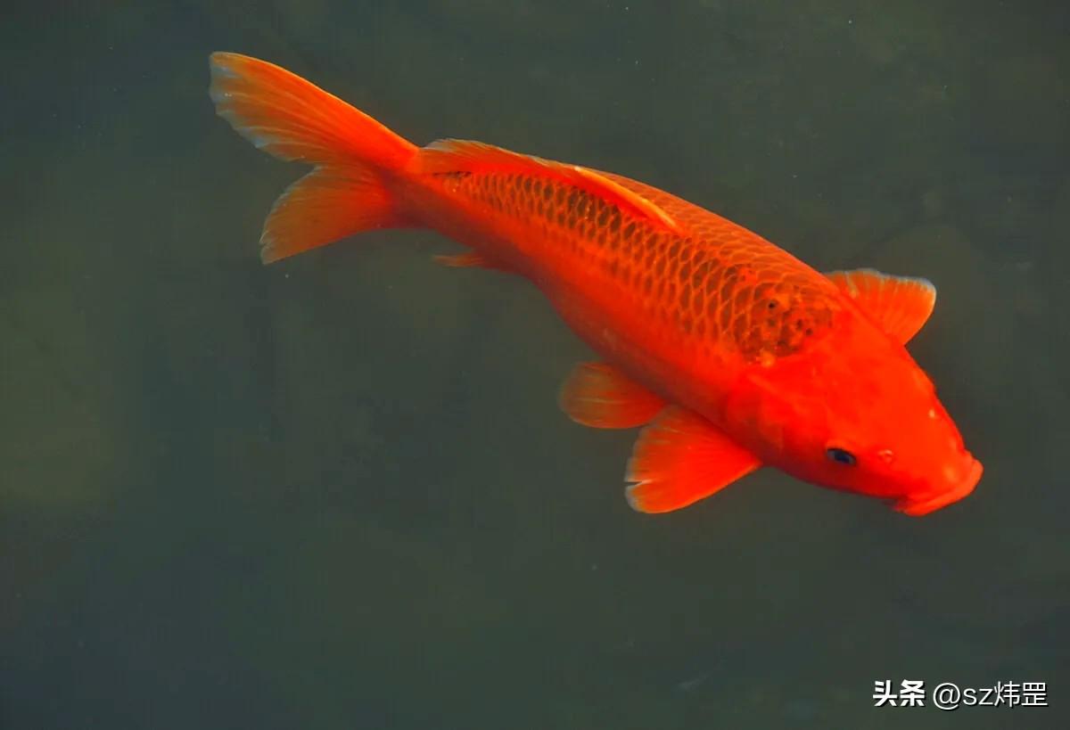 （原创）养鱼
很多年前，朋友租赁了几亩水面，养殖锦鲤，品种很多，有浅黄、黄金、五