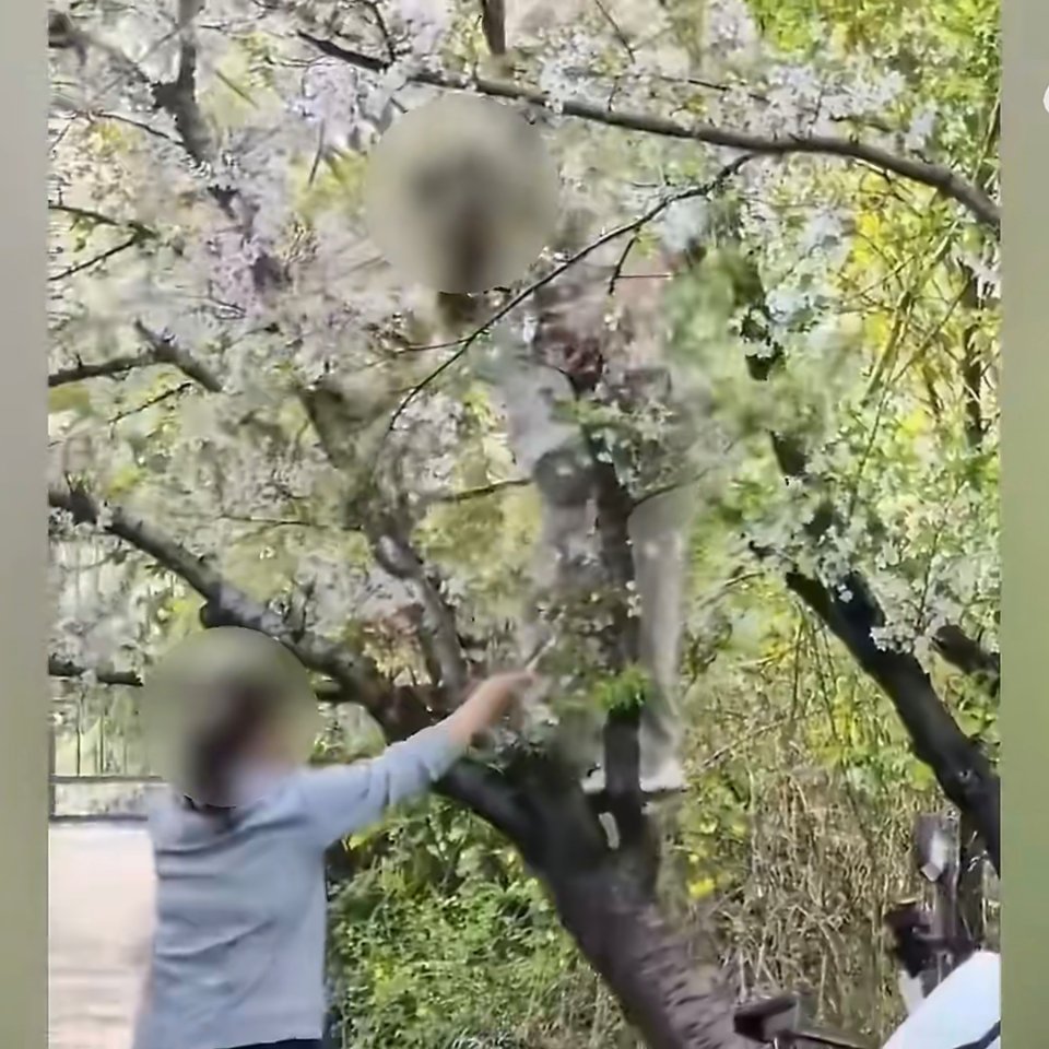 上海女子爬树压塌20年樱花树好可怜的树，被“林黛玉”倒拔垂杨柳了，不过树的根系怎