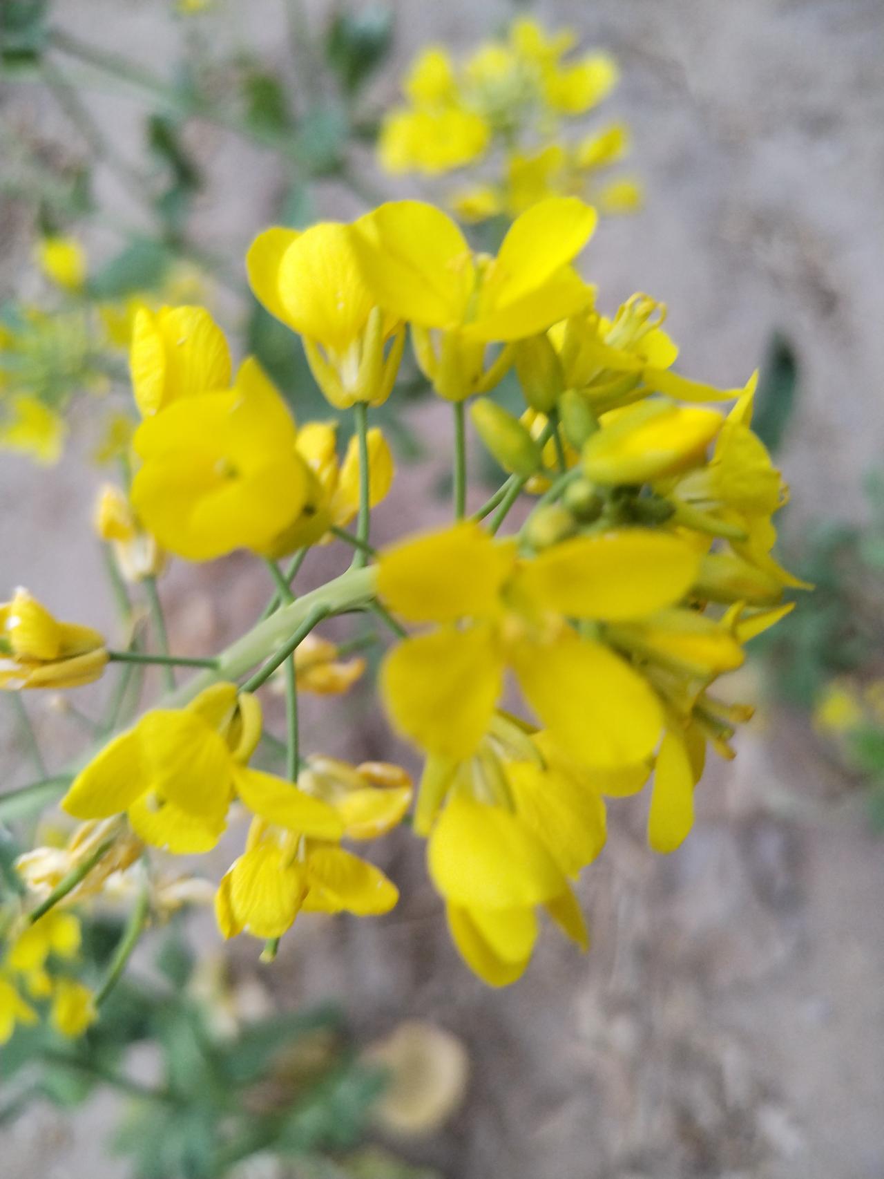 春天就是花的盛宴，随手一拍都是美好。今天我就分享一张随手拍的花。
瞧这花，在微风
