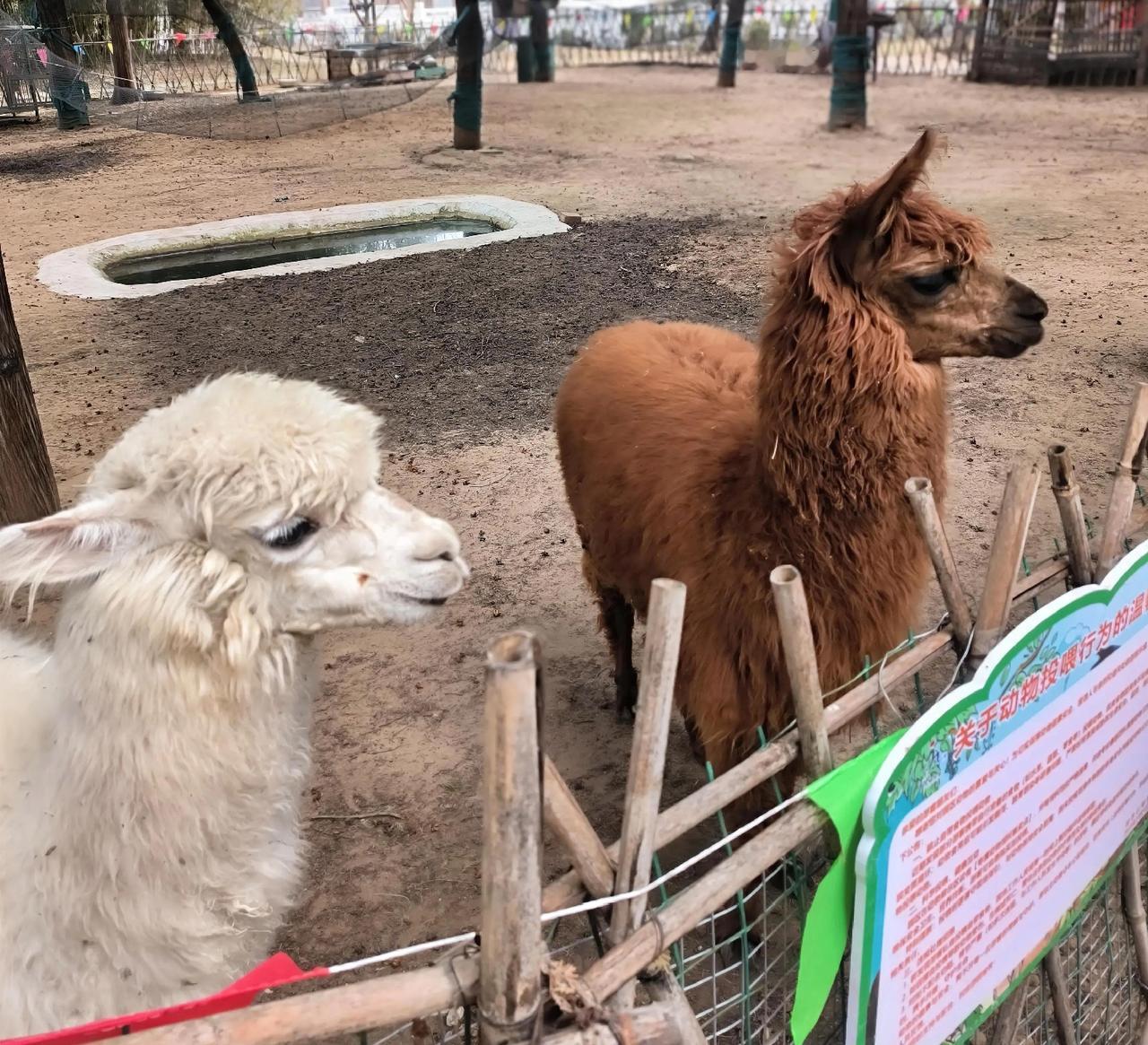 刷头条，发现一张照片，怎么是我们学校的操场，应该就是我拍的。但是看作者，不是我。
