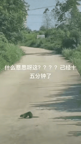 昨天傍晚开车路过一处乡间小路，突然一只黄鼠狼窜到车前转圈圈，本来以为它很快就会离