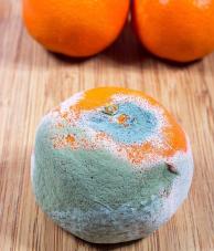 水果发霉了，切掉发霉的部分还能吃吗？

水果放久了，长了一点霉，看着就一小块，很