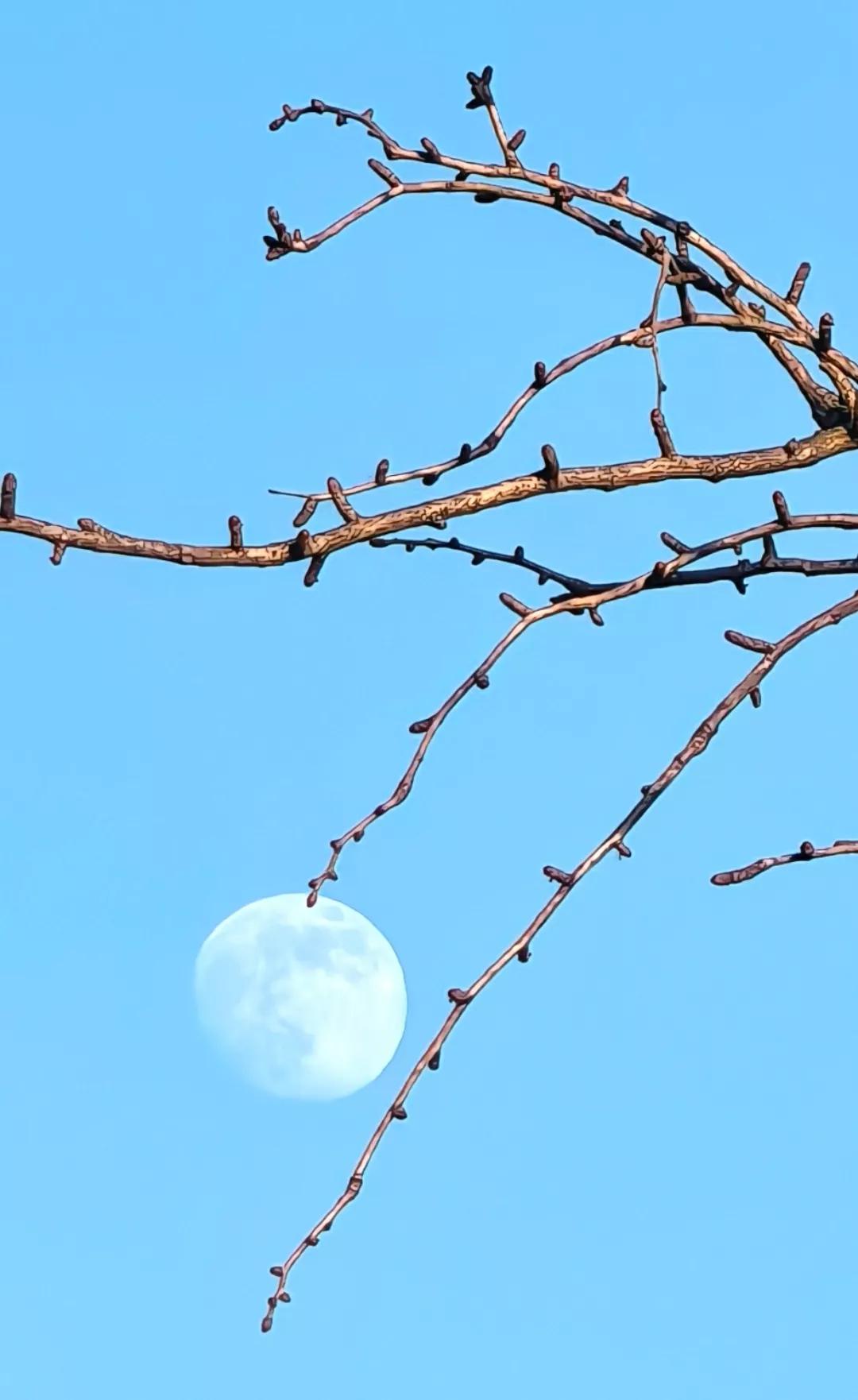 冬天 夜晚 月亮
冬季景色随手拍 冬日随拍 冬日随拍图