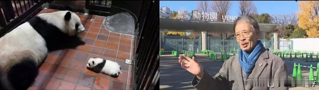 不只是可爱哟，租借大熊猫的意义！！

东京上野动物园饲养的双胞胎大熊猫预计于20