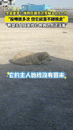 泪目了！新疆精河县，一条黄毛狗在服务区坚守等待主人整整8个月，烈日炙烤下依旧不离