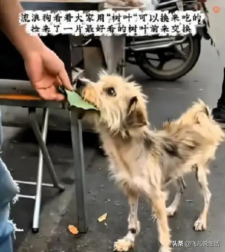 无数善良的人看了泪目！在某个小吃摊前，一只饿了很多天瘦的跟个纸片一样的流浪狗，看