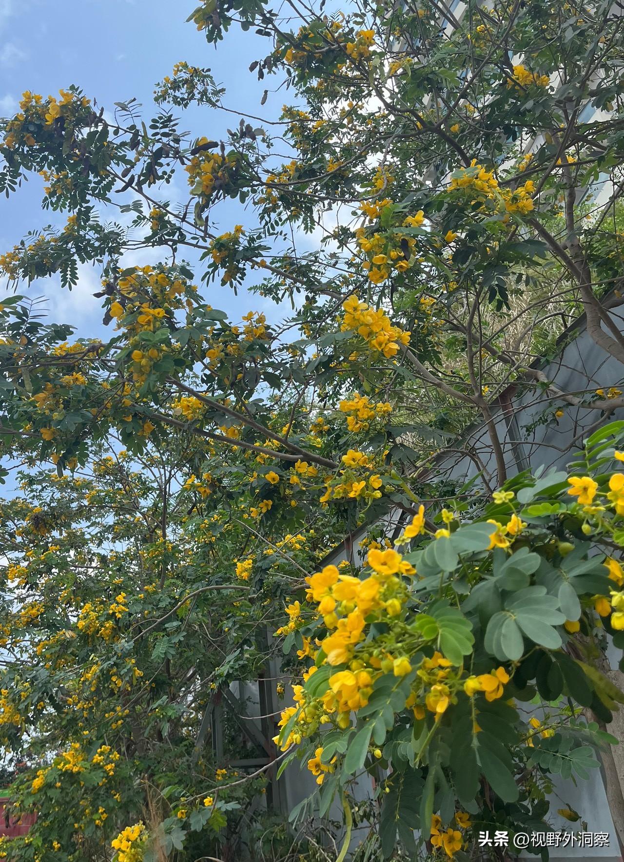 今天有些小小得意，刷着头条，不禁阵阵窃喜。我早已把那些倒在把＂贞洁＂当＂糟粕＂面