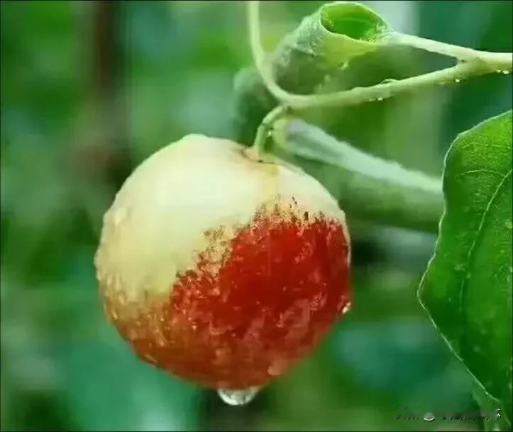 我的故乡，乃中国冬枣之乡。昔日，当地政府勉力农民兴举冬枣产业，农户皆踊跃响应，广