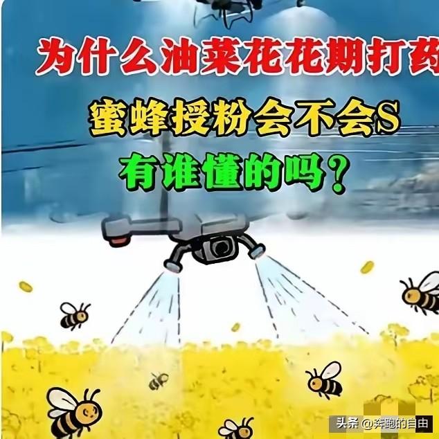 官方回应油菜喷药致蜂农损失惨重！在国际形势非常紧张的情况下。这事绝不简单！
油菜