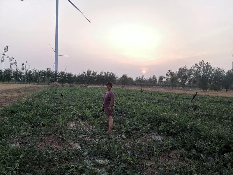 河南趴地菠菜最近火出圈了！凌晨两点，扶沟农户就开始采收根红叶绿的“趴地菠菜”，分