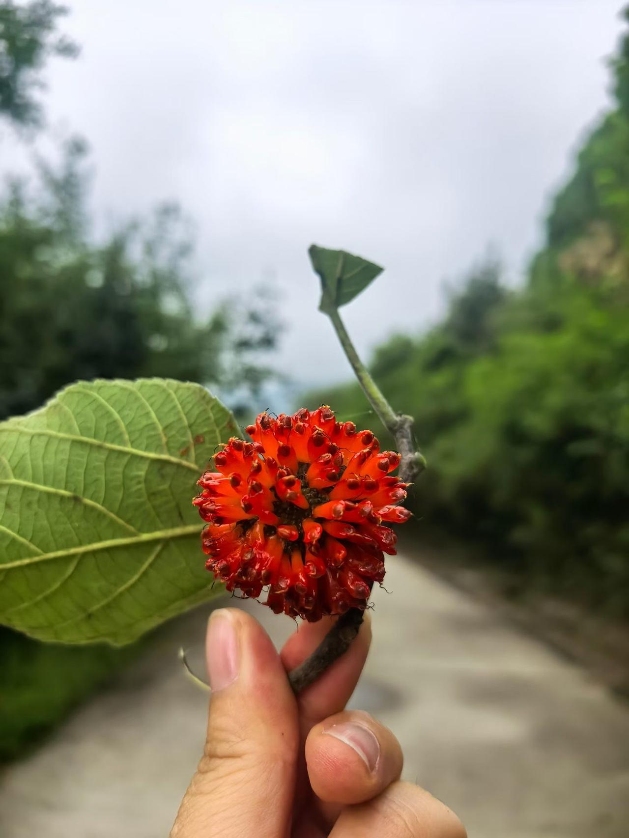 北京植物园风景图，第一张小时吃过，为了吃到还不惜爬树，差点掉下来，下面的小朋友都