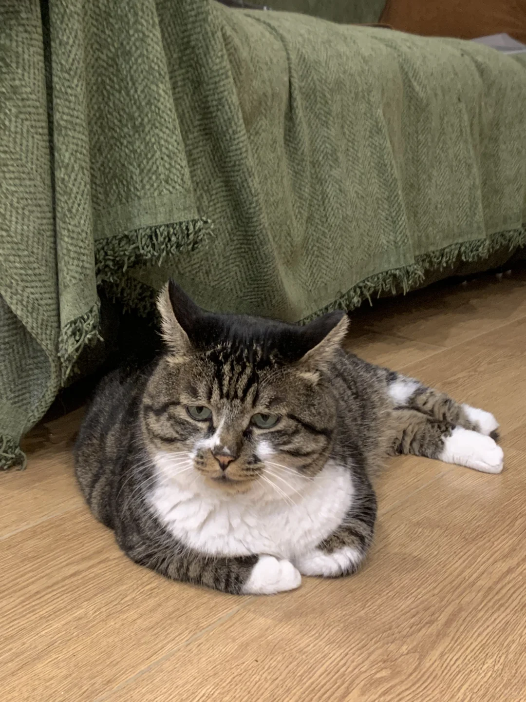 摇粒绒小猫必备神器