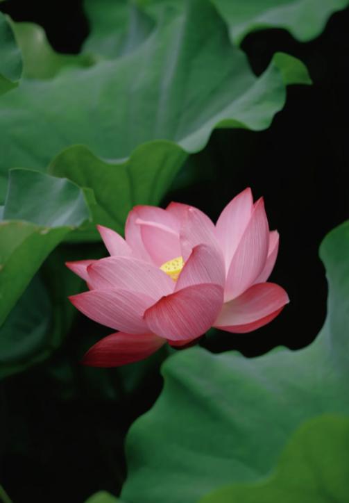 孩子兴趣班怎么报？聪明妈妈这样选
亲爱的朋友们大家好，我是海林小百科，今天我们来