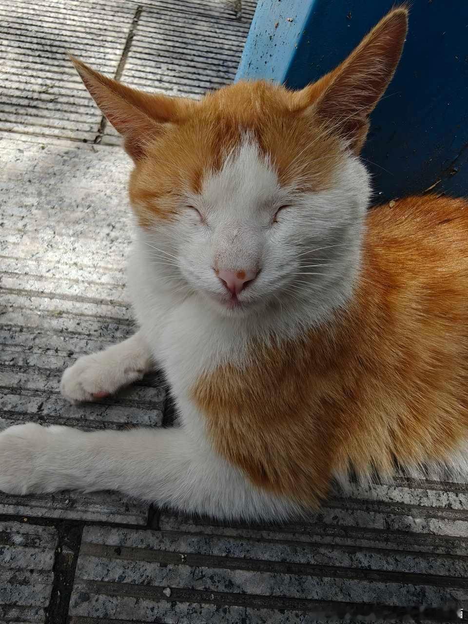 50635【丑猫】我就说这小眼睛的能赢 