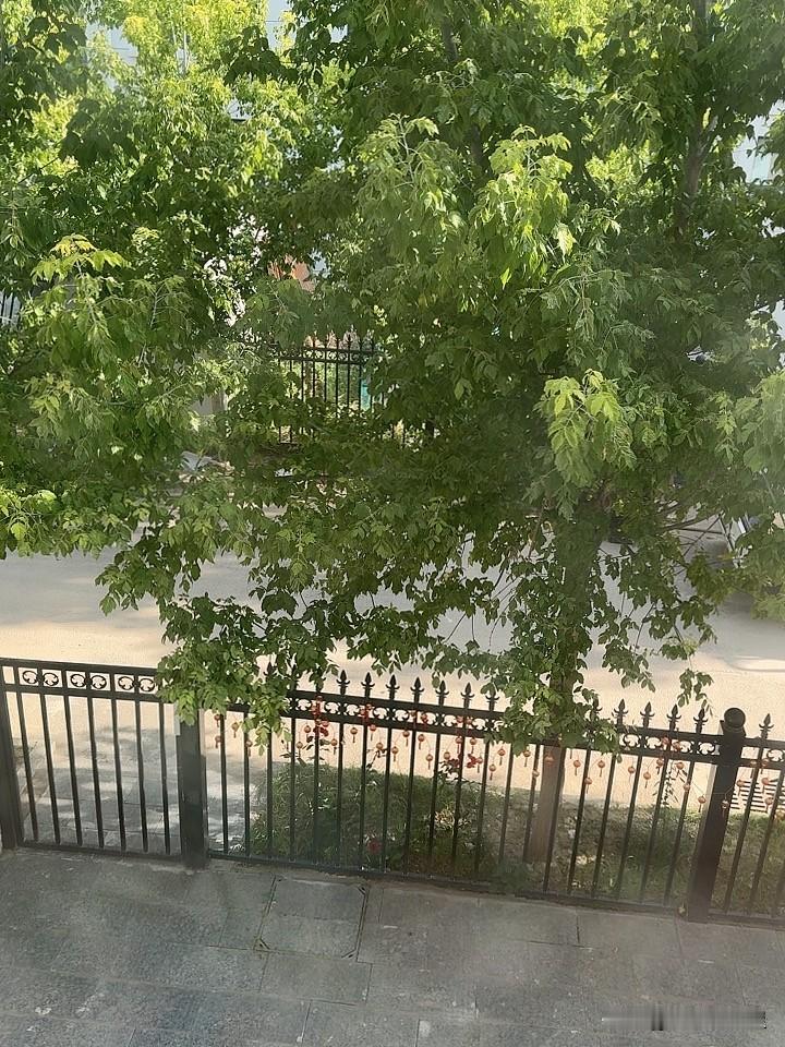 现在绿树成荫鲜花满地。
两个月前走的时候光光秃秃啥也没有，现在已经是到处是鸟语花