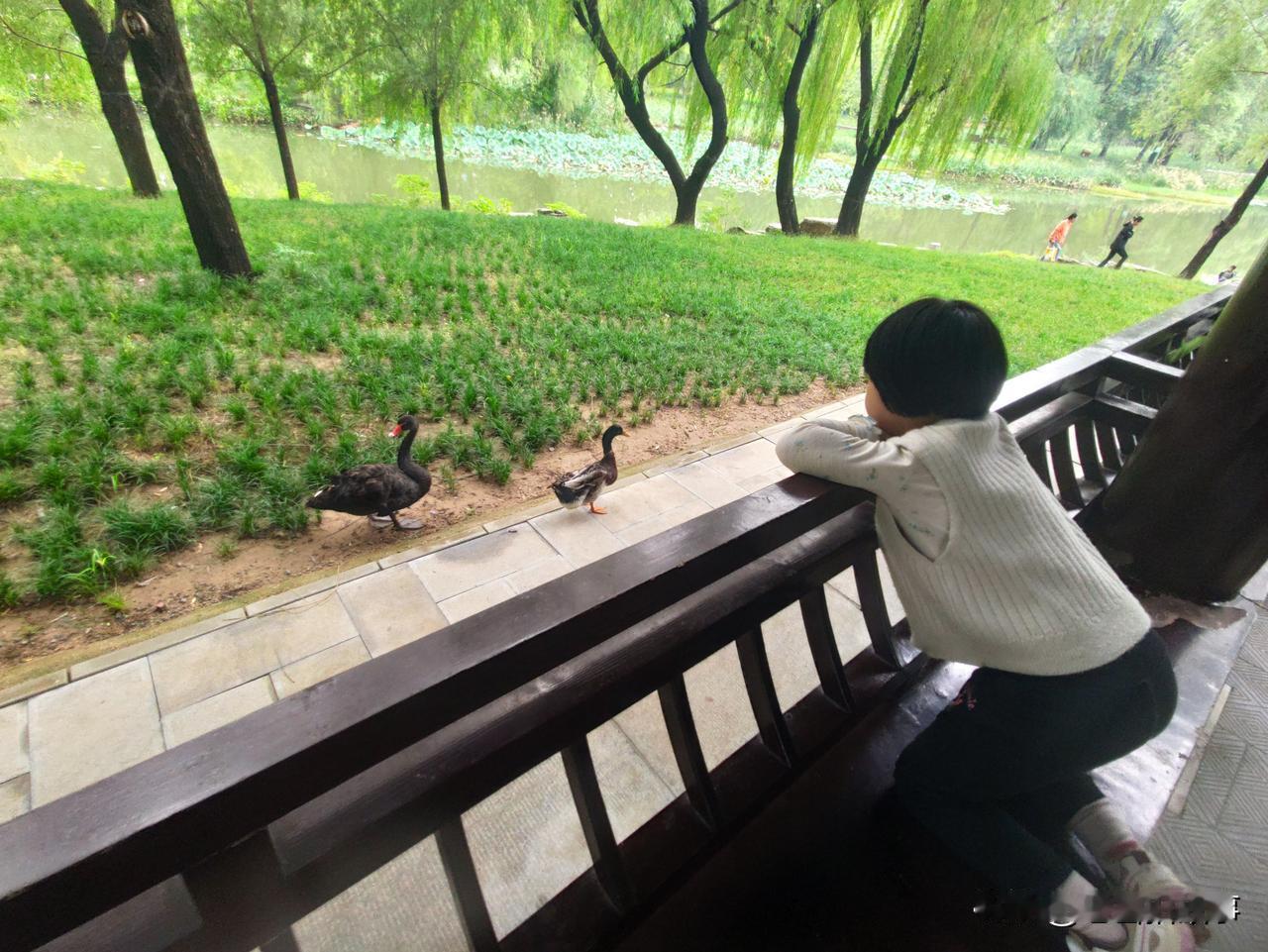 郑州市西流湖公园随手拍:黑天鹅、灰鸭子和小孩子们！