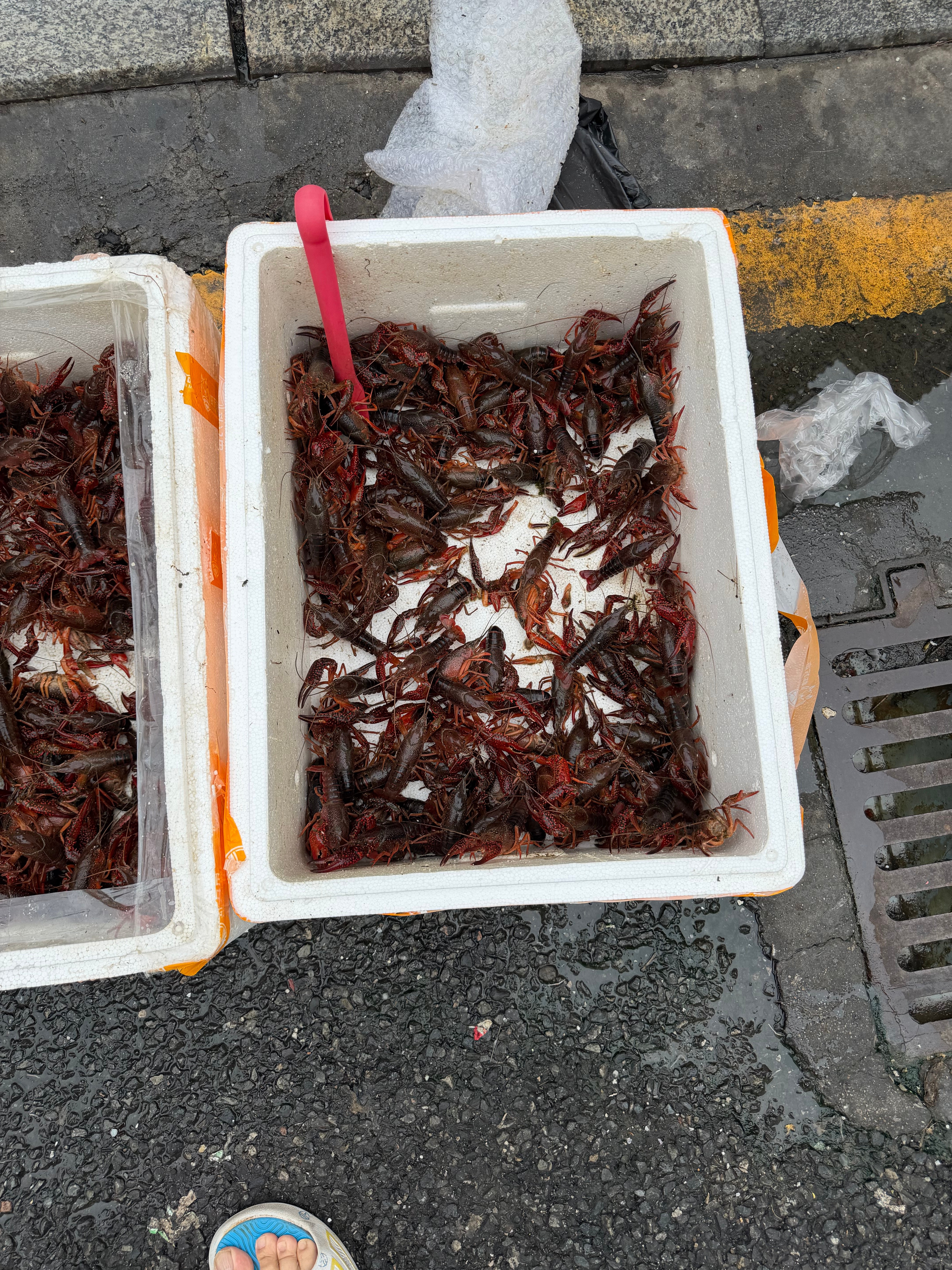 坐标深圳前进村，大号小龙虾18元1斤对标你那里，这价格可还行小龙虾季节来了 