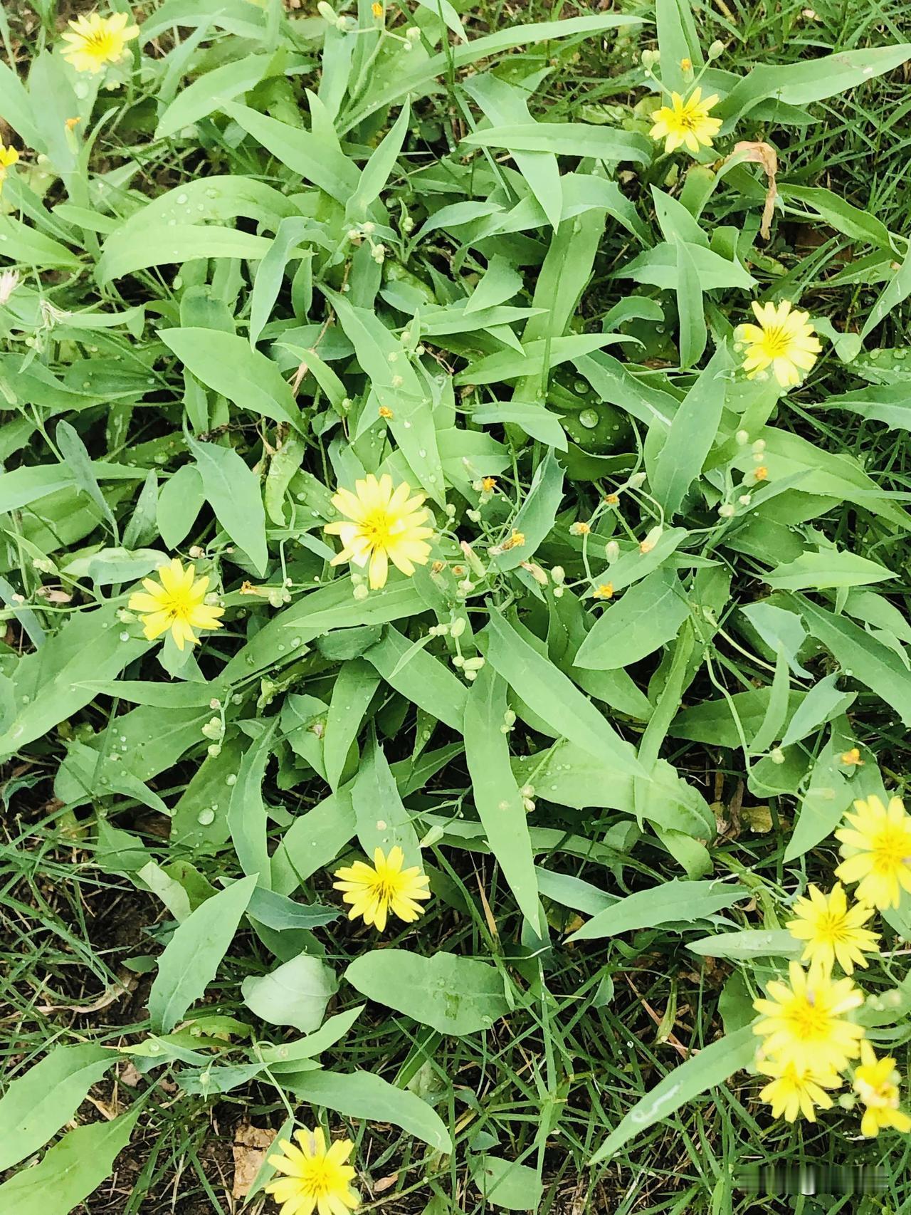 河滨公园雨后的草地也太治愈了！黄的苦荬菜开得热闹，一朵朵上面都是毛绒绒的，紫的小
