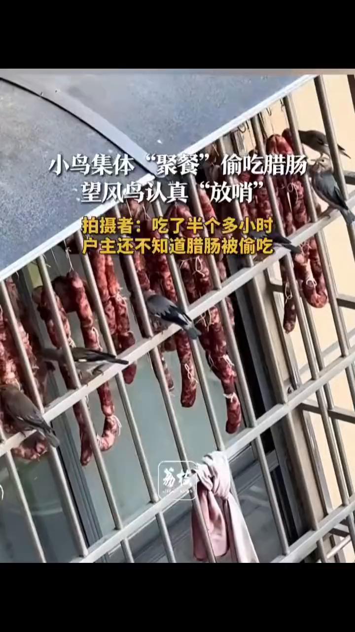 小鸟集体"聚餐"偷吃腊肠，望风鸟认真"放哨"。
拍摄者肖先生。
1月9日(发布日