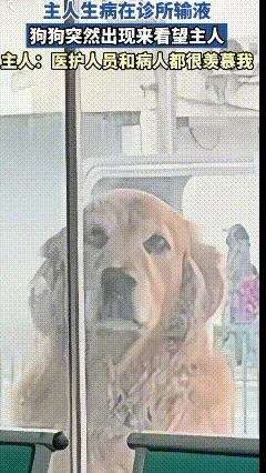 太感动了！江苏，一主人生病在诊所输液，狗狗突然出现前来看望，又隔着窗户担忧的默默