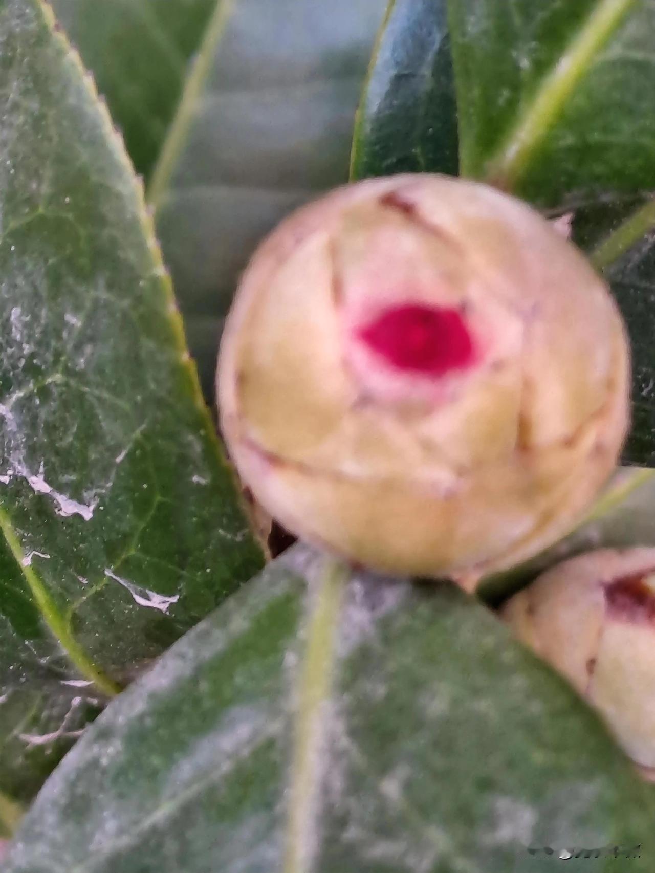 三九寒天一点红
山茶花苞待闺中
有朝一日吐芬芳
惊艳天下成新宠