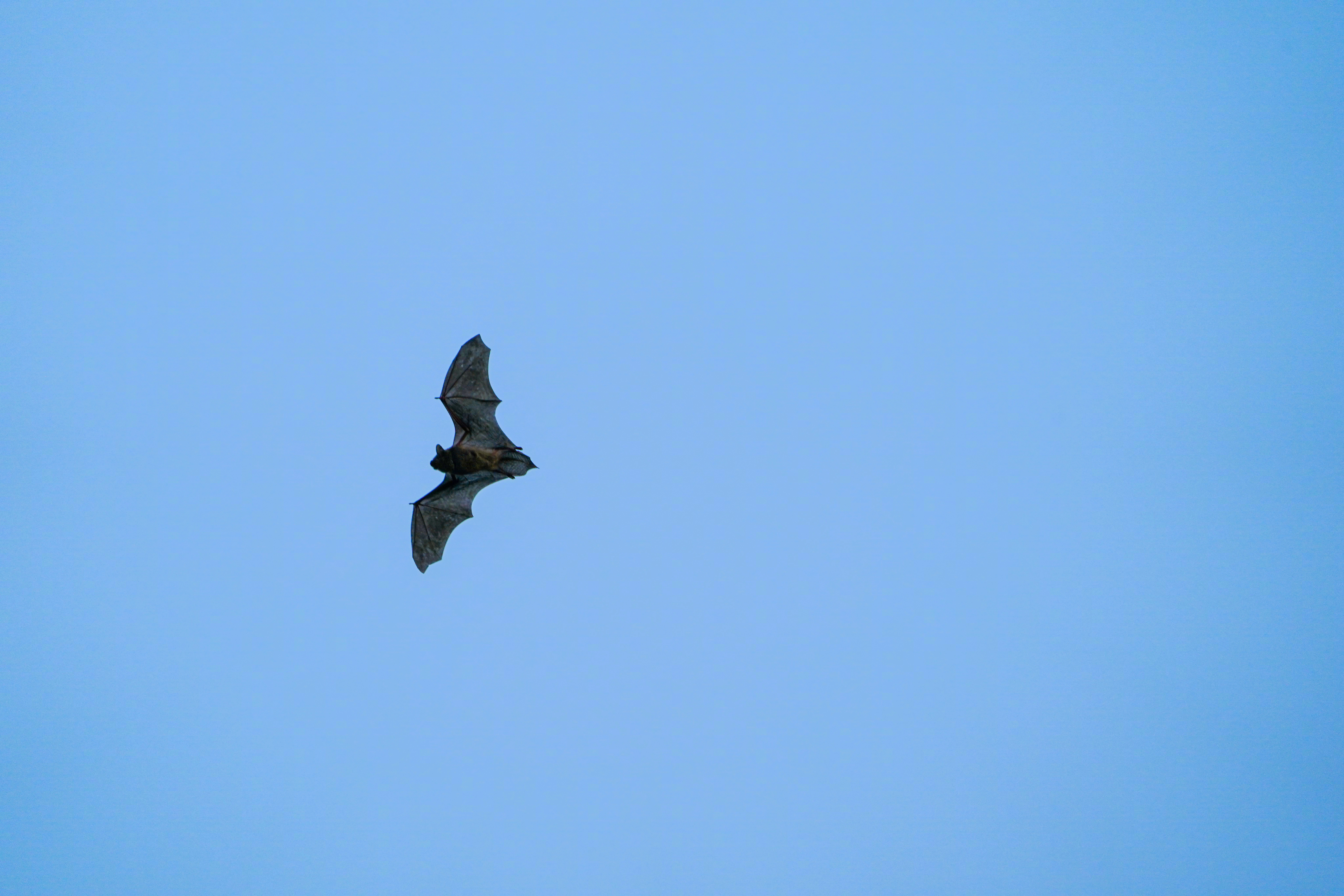 蝙蝠可太难拍了，疑似东亚家蝠（东亚伏翼）Pipistrellus abramus