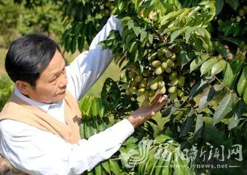 一位广东老人在2003年时做了一个大胆的决定，他借了1200万元巨款，种植了10