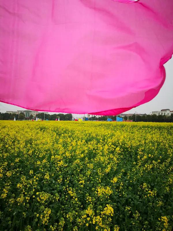 而在阜南中岗，油菜花嘉年华提前进入“预热狂欢”。天空中鲸鱼、葫芦七兄弟、哆啦A梦
