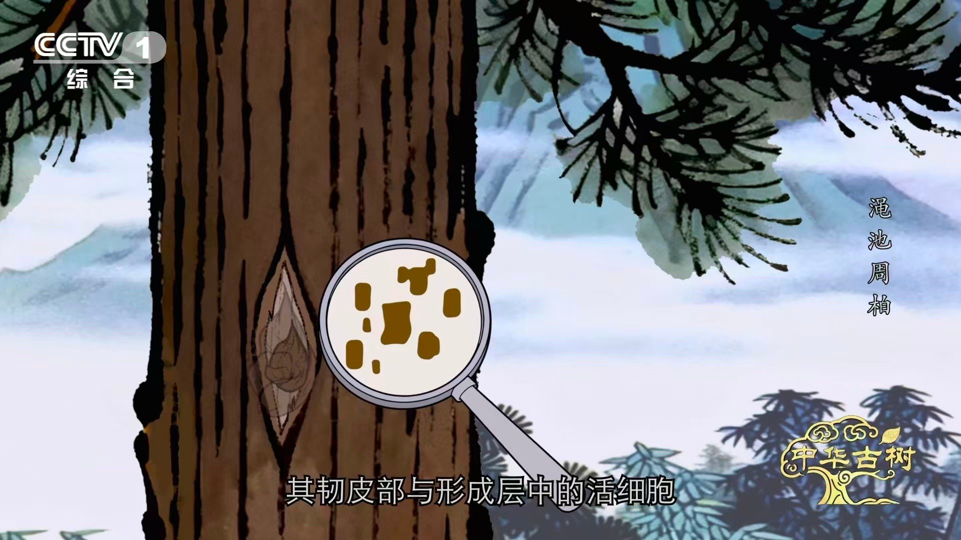 柏树受伤愈合成一种沧桑之美 河南渑池县，一株约3700岁的侧柏，屹立至今。风雨雷