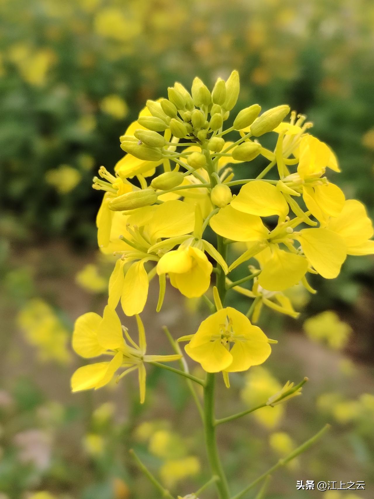 随手拍一张山花野花春天来了，万物复苏，各种花儿都开了，它们开的五彩斑斓、争奇斗艳