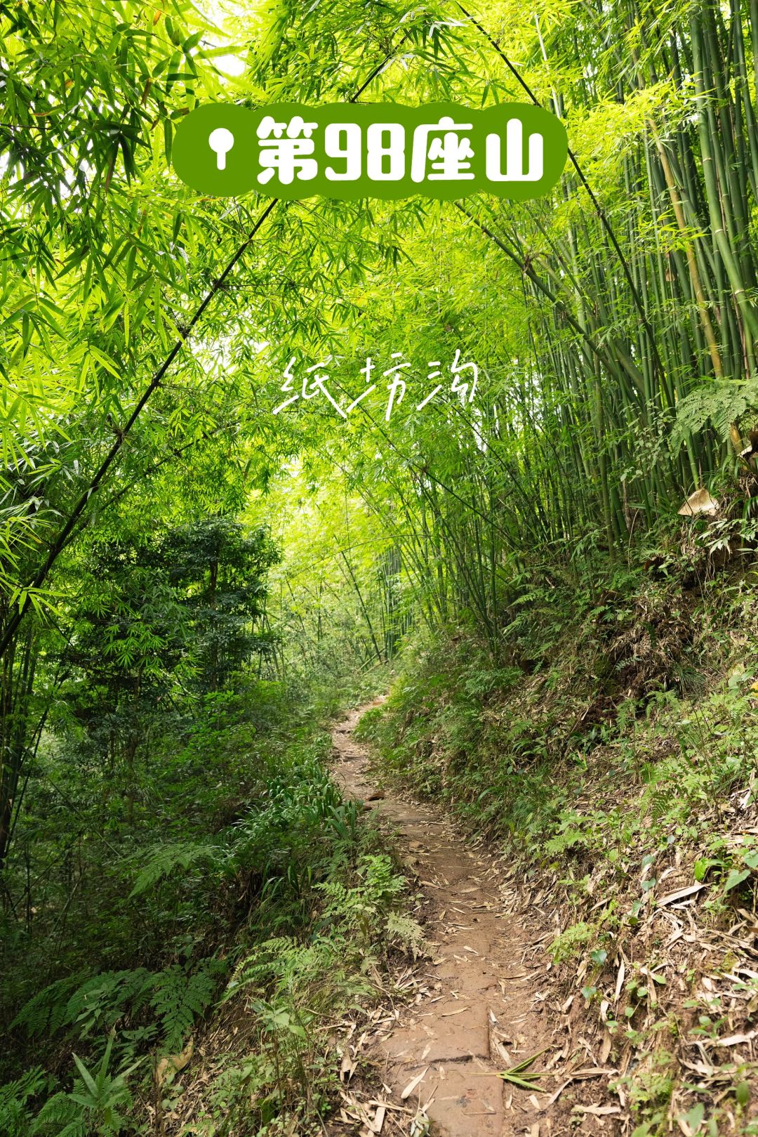 成都1h🍃徒步在挖不完折耳根的茶马古道‼️
