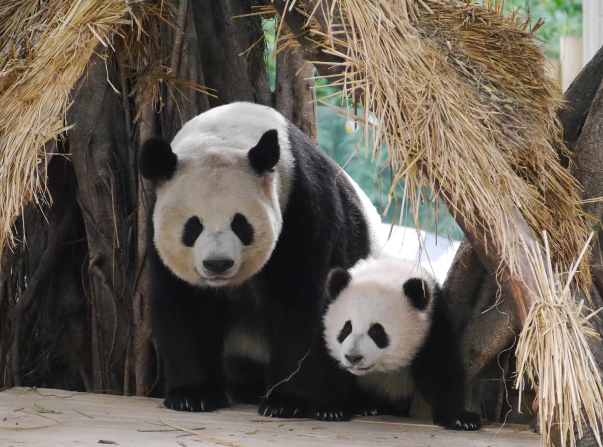 好奇妈妈和奇三妹～三妹腿挺长。🐼 