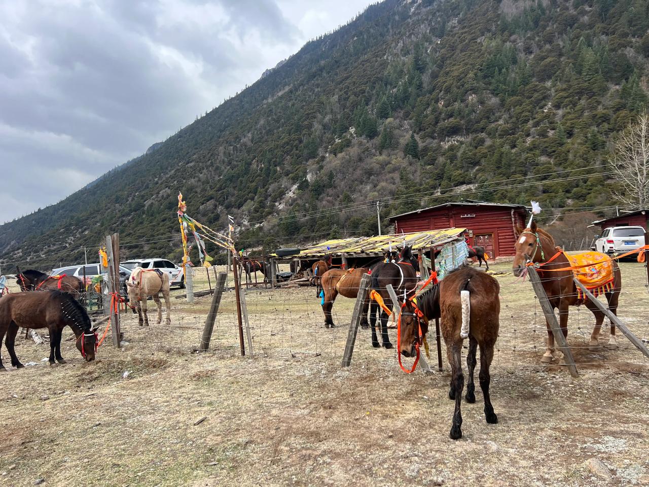 原来每年藏地挖虫草前还要举行一个誓师大会 
乡里会把附近的村民组织起来交代一下别