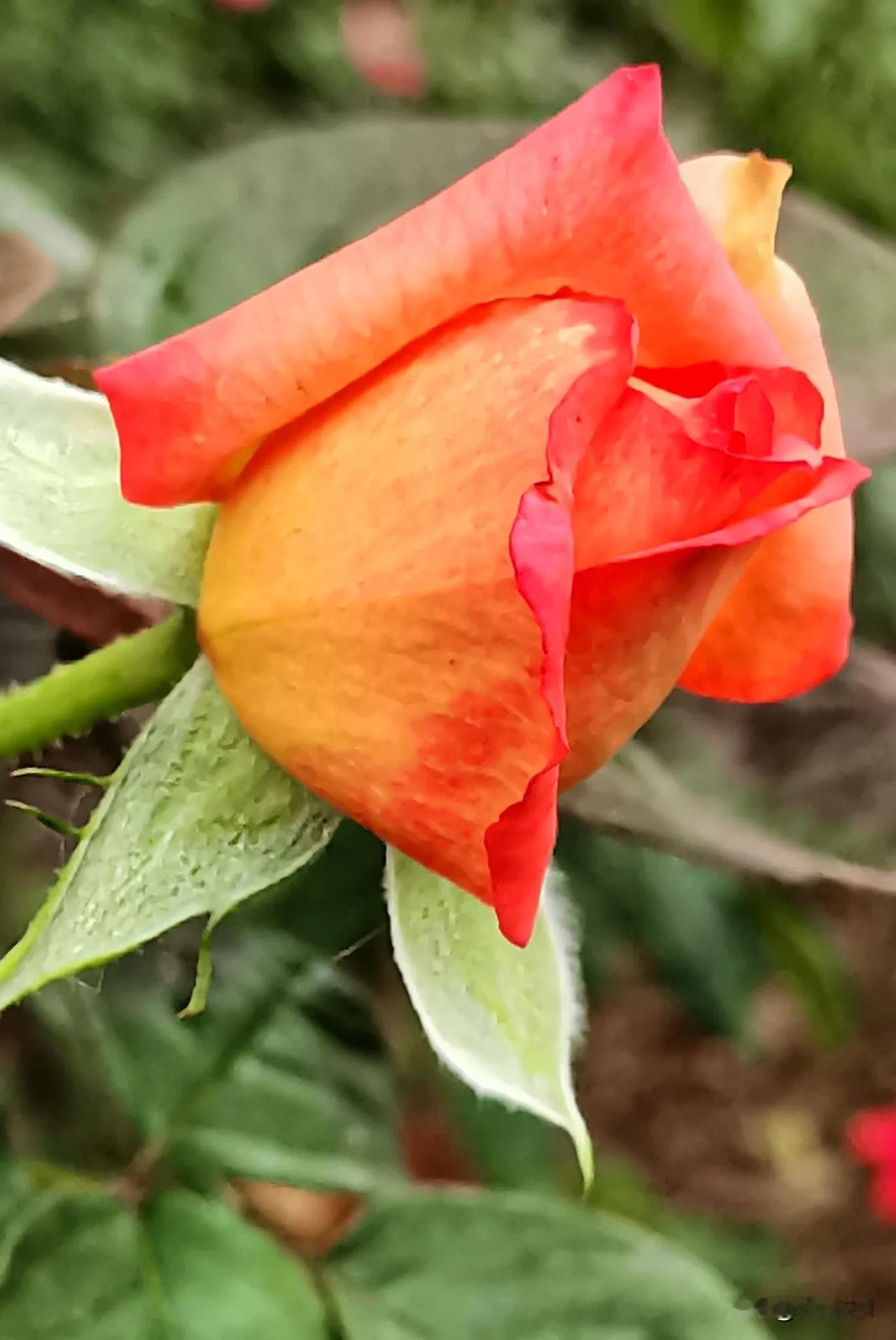 #鲜花摄影随拍#（原创）
迷人的月季花