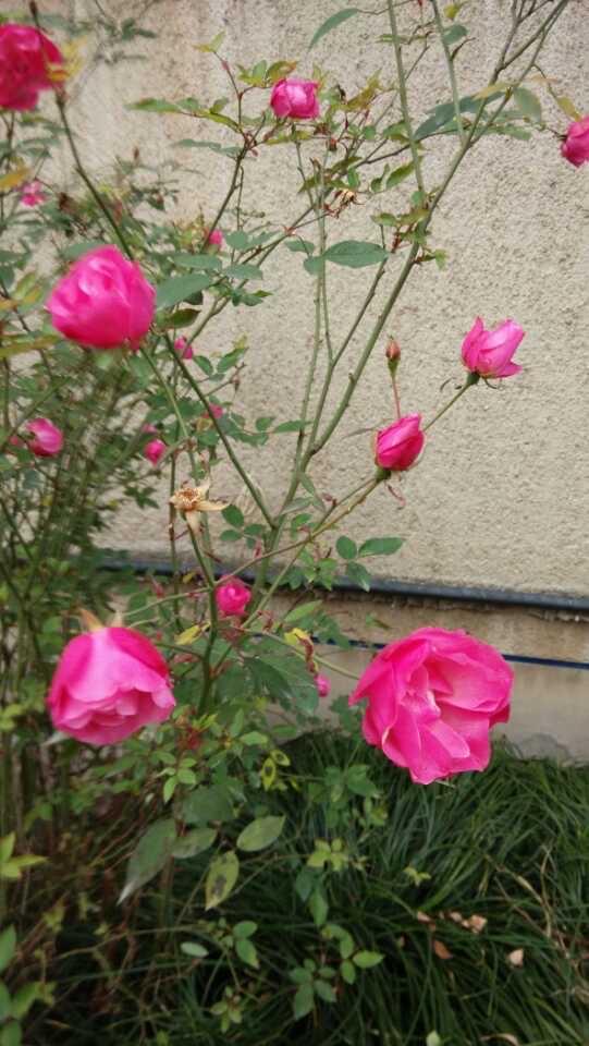 晒图笔记大赛一直喜欢冬曰里的一抹红色，因为它能赶走冬天的寒冷和阴霾.对于植物来说