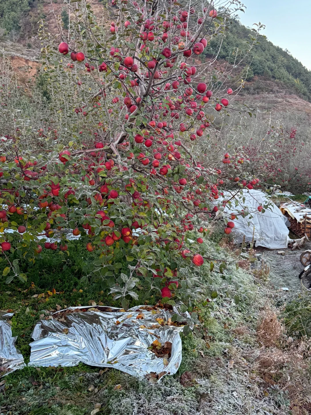霜都这么厚了，不要担心苹果不甜，放心大胆拍
