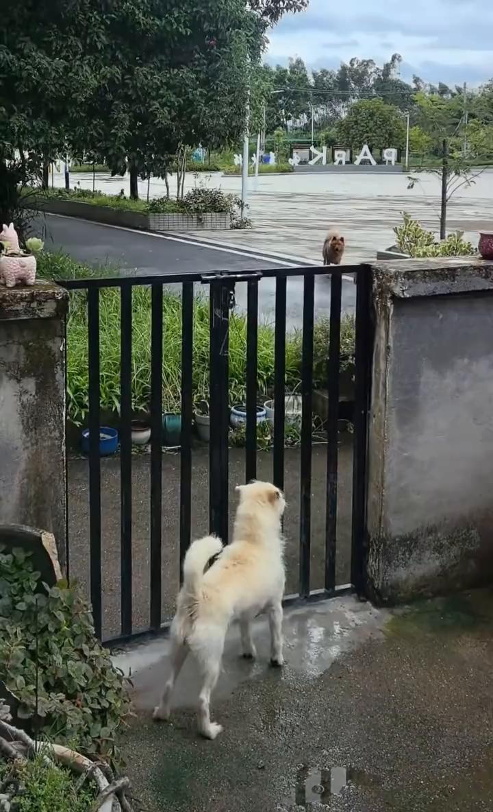 花儿采。