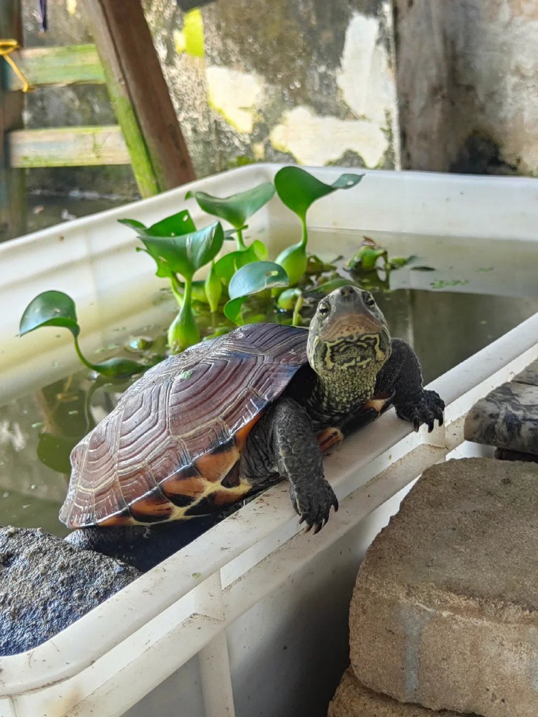 自带喜感的龟🐢