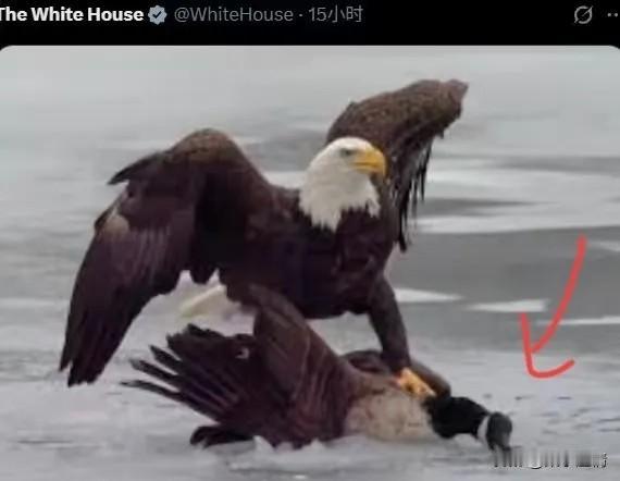 就在刚刚结束的冬奥会男子冰球决赛，美国队以2:1险胜加拿大队，然后白宫X平台官方