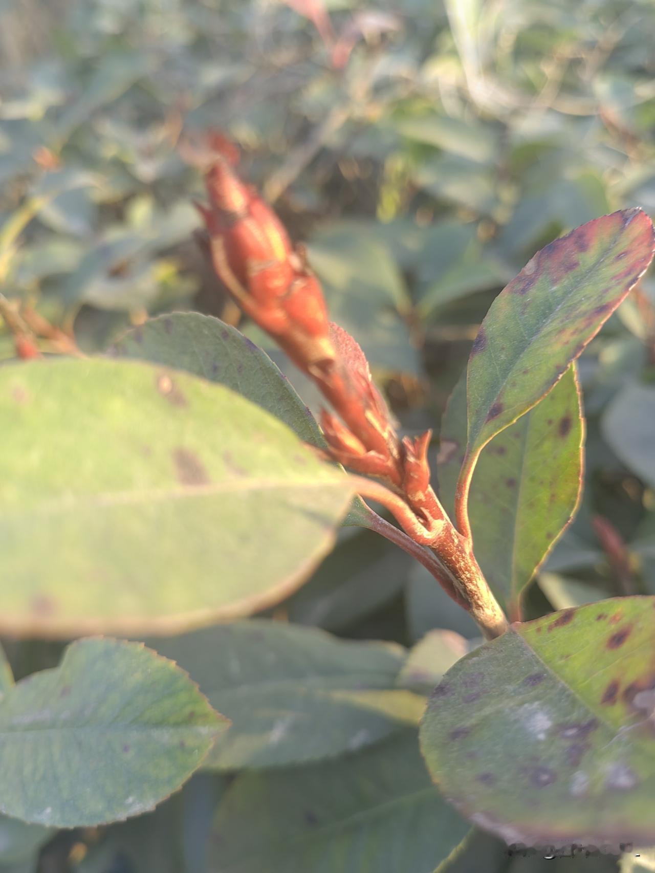 立春以后，天气暖和多了，老树冒出了新芽