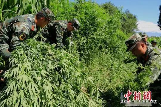 山野毒草绝不能放任生长！乌鲁木齐清剿二十万株野生大麻守住民生平安
 
野外自然长