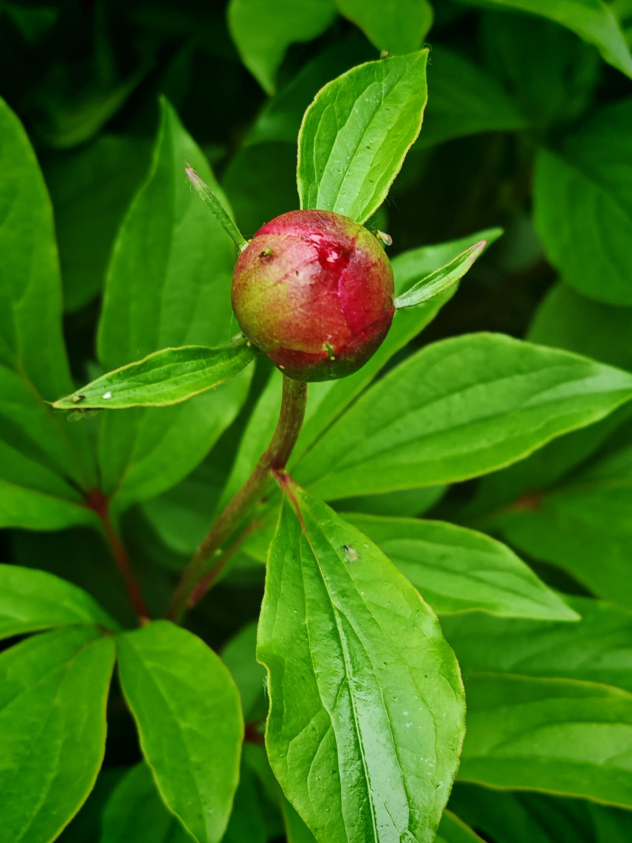 分享更多生活美好含苞待放