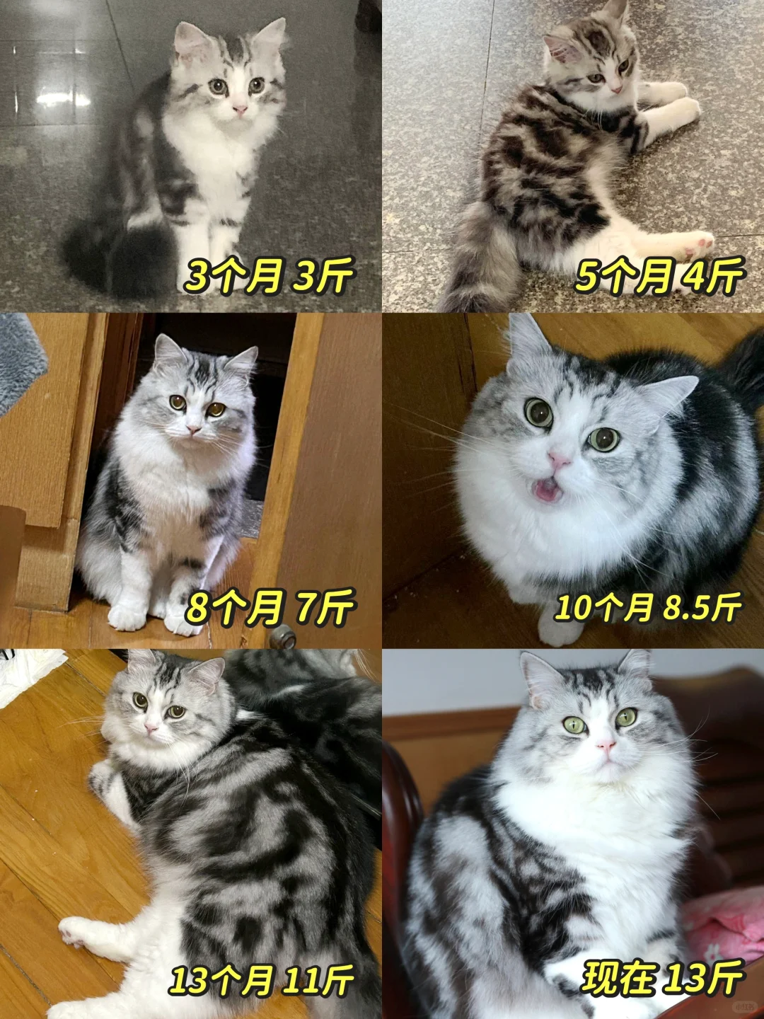 一不小心就喂成猪了...