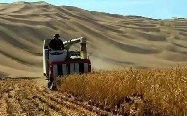 万万没想到，中国工程竟闹了个大“乌龙”，原以为在沙漠种小麦产量会很低，不料一亩地