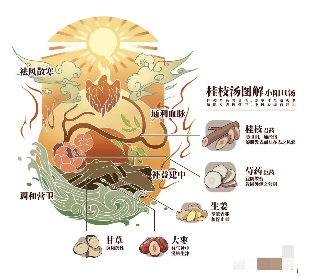 桂枝汤图解来了！你是否对中药桂枝汤的配方和制作过程感到好奇呢？今天，我将为你揭秘