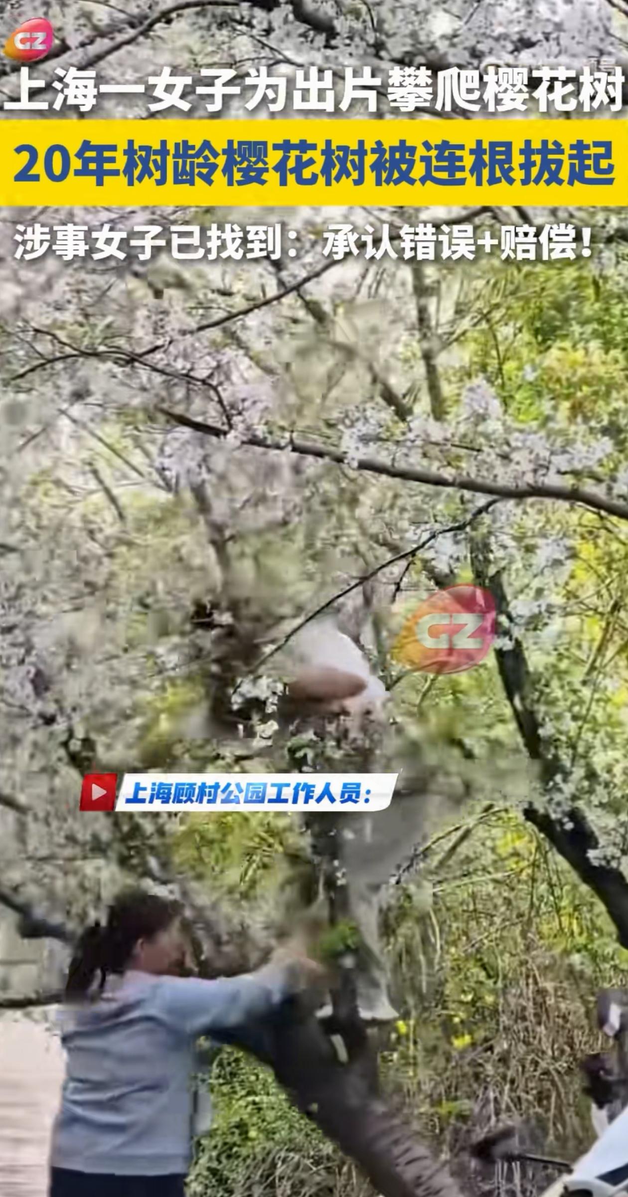 这下玩大了吧！上海，女子在公园游玩的时候，觉得樱花树拍照很美，便爬了上去，可刚站