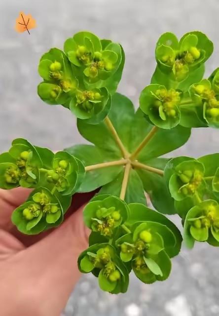 在老家的坡岗漫岭上，这种草随处可见，乡亲们都称它为“泯眼花”。听说这种草毒性很强