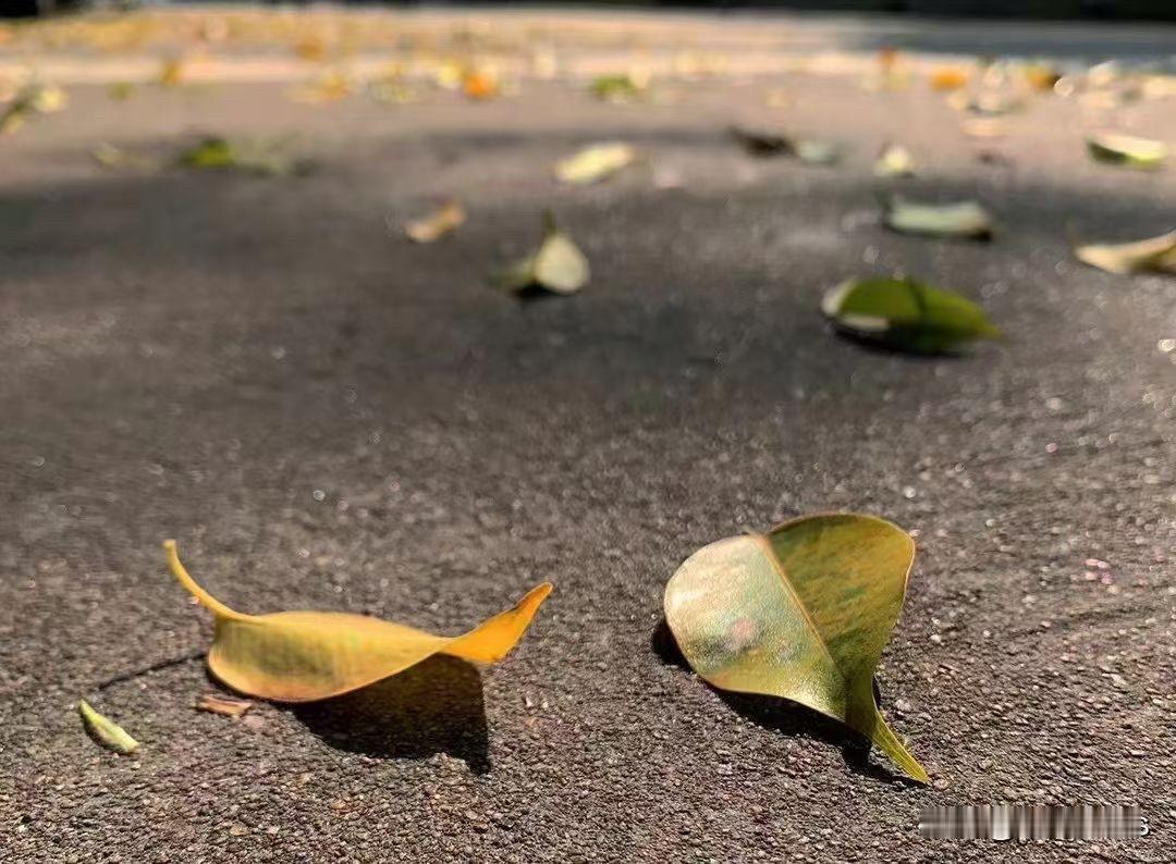 去外面转了一圈
确认
秋天的风终于吹到了广州
